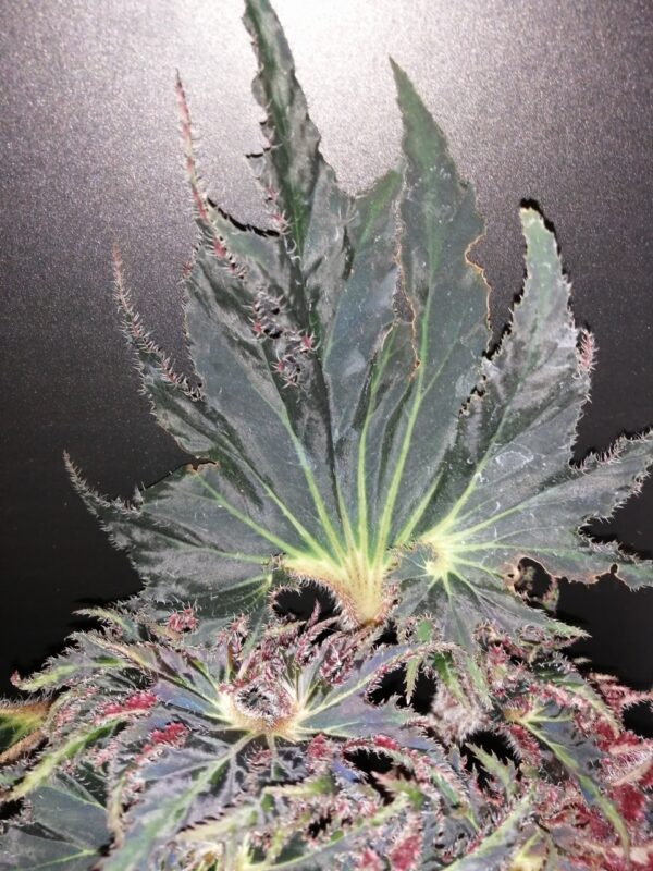 Begonia Break Dance, foto 3