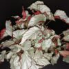 Begonia Two Face, pianta da interno
