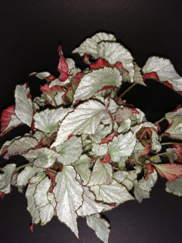 Begonia Two Face, pianta da interno
