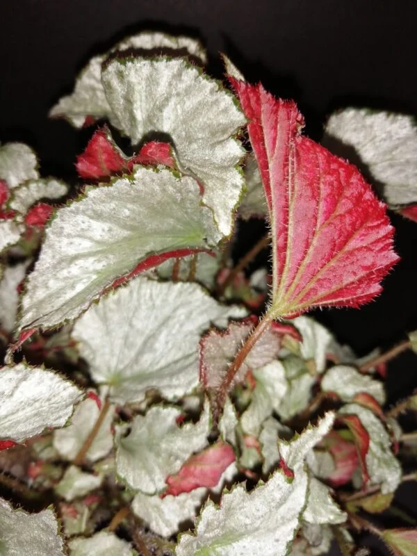 Begonia Two Face, foto 5