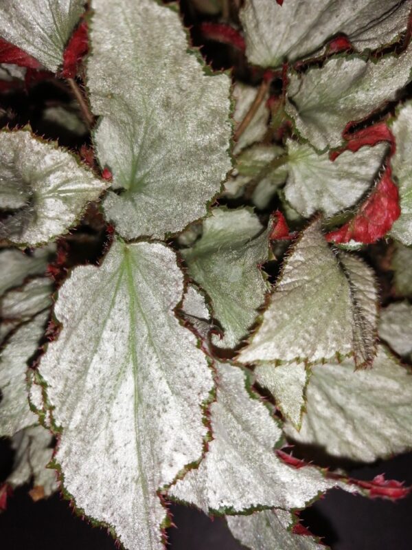 Begonia Two Face, foto 4