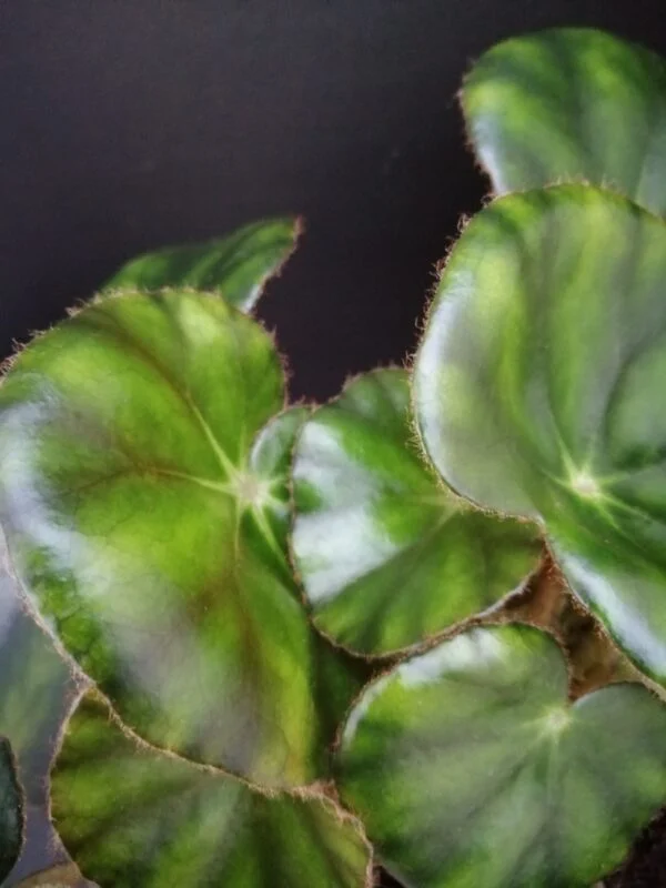 Begonia hydrocotylifolia, pianta da interno