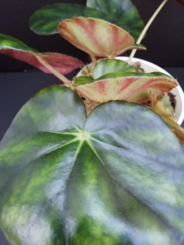 Begonia hydrocotylifolia, foto 3