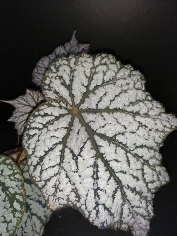 Begonia Sterling Moon, foto 3