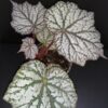 Begonia Sterling Moon, pianta da interno e da esterno