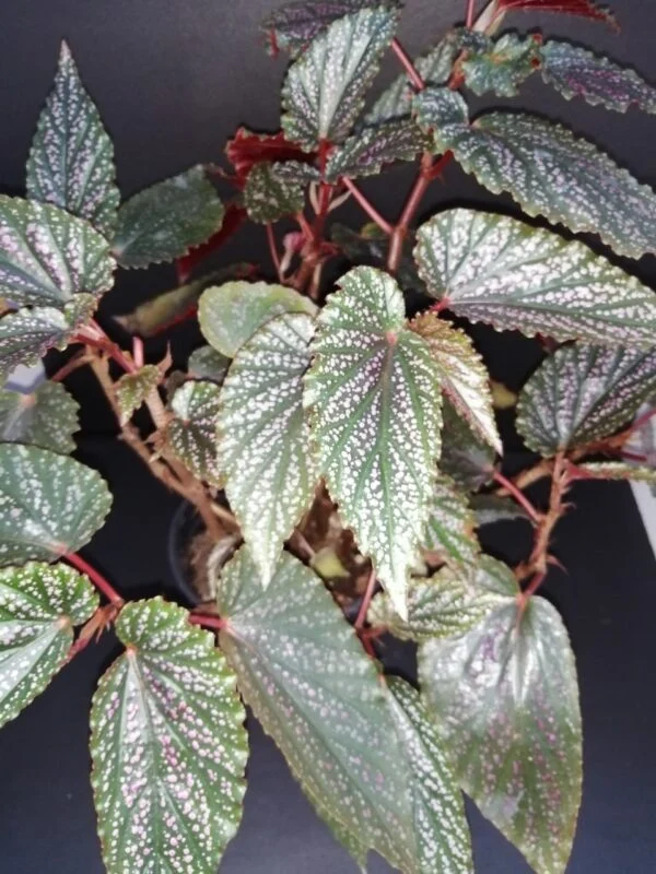 Begonia Pink Benigo, pianta da interno