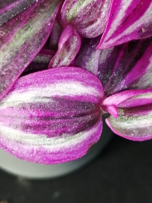 Tradescantia Pink Paradise, foto 2