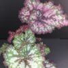 Begonia Rex Cultorum 1, pianta da interno