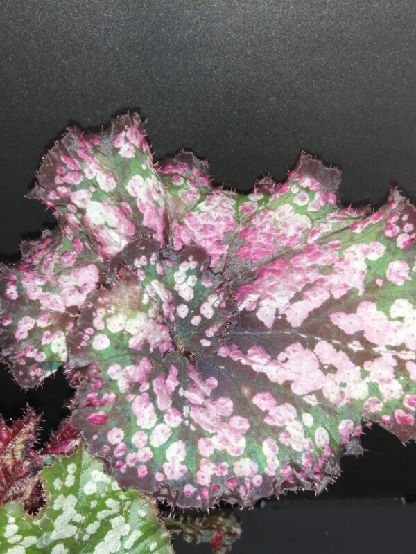 Begonia Rex Cultorum 1, foto 2