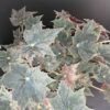 Tradescantia sillamontana ‘Variegata’ micro, foto 11