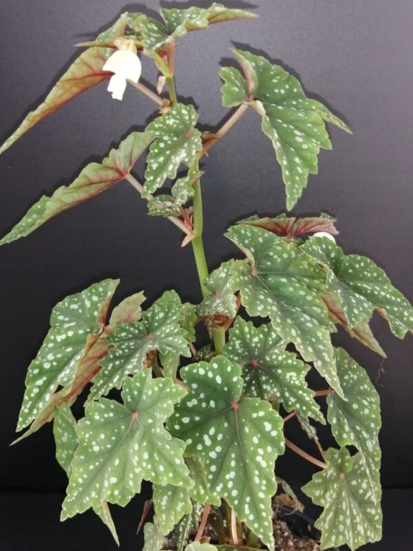 Tradescantia sillamontana ‘Variegata’ micro, foto 15