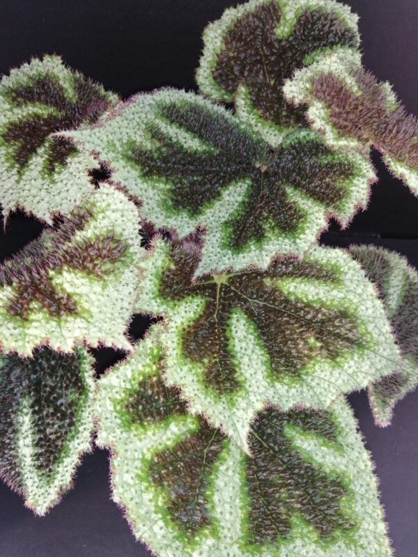 Tradescantia sillamontana ‘Variegata’ micro, foto 17