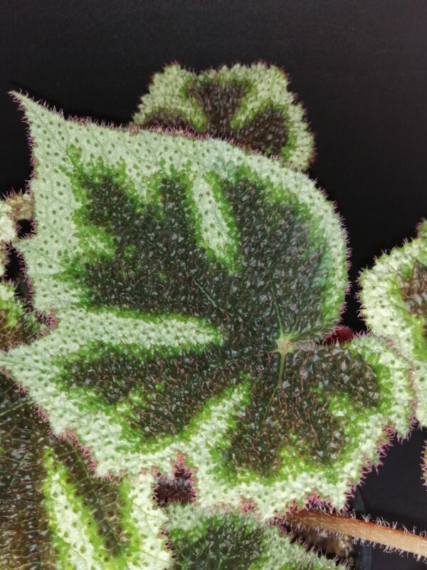 Tradescantia sillamontana ‘Variegata’ micro, foto 18