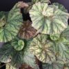 Tradescantia sillamontana ‘Variegata’ micro, foto 23