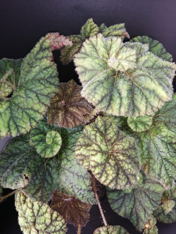 Tradescantia sillamontana ‘Variegata’ micro, foto 23