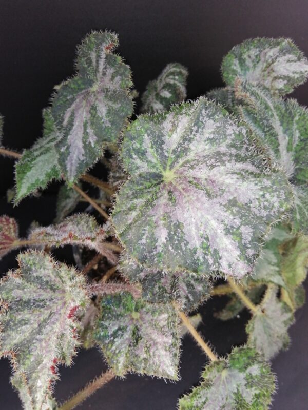 Tradescantia sillamontana 'Variegata' micro, foto 26