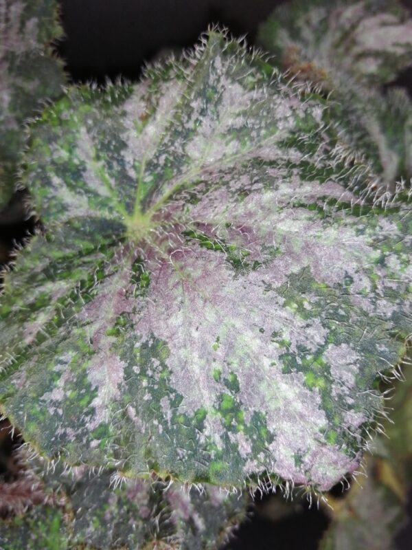 Tradescantia sillamontana 'Variegata' micro, foto 27