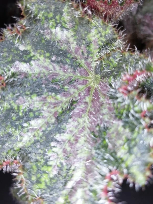 Tradescantia sillamontana 'Variegata' micro, foto 28