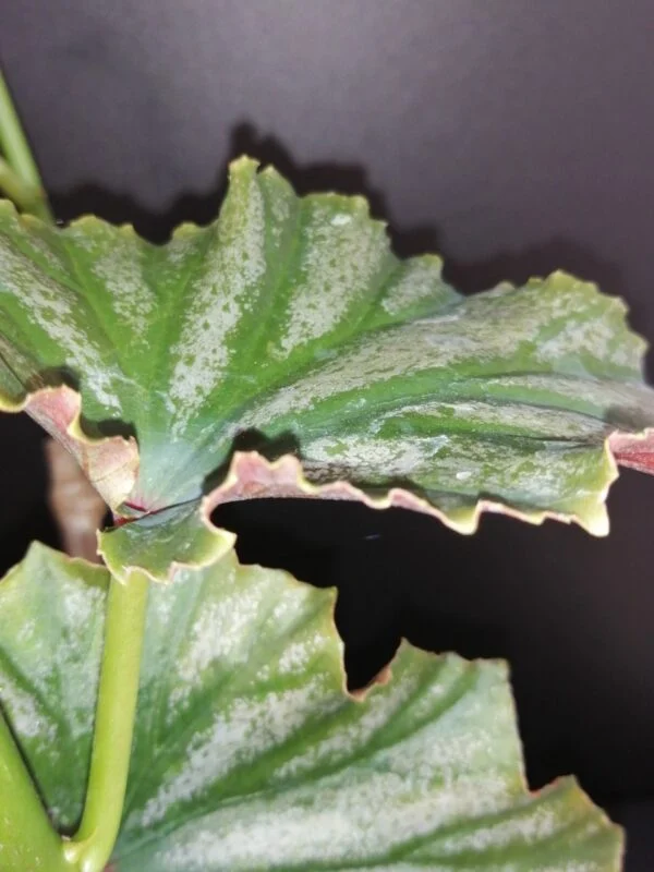 Tradescantia sillamontana 'Variegata' micro, foto 31