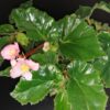 Tradescantia sillamontana ‘Variegata’ micro, foto 36