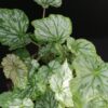 Begonia Skeezar, pianta da interno