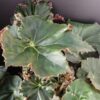 Tradescantia sillamontana ‘Variegata’ micro, foto 48