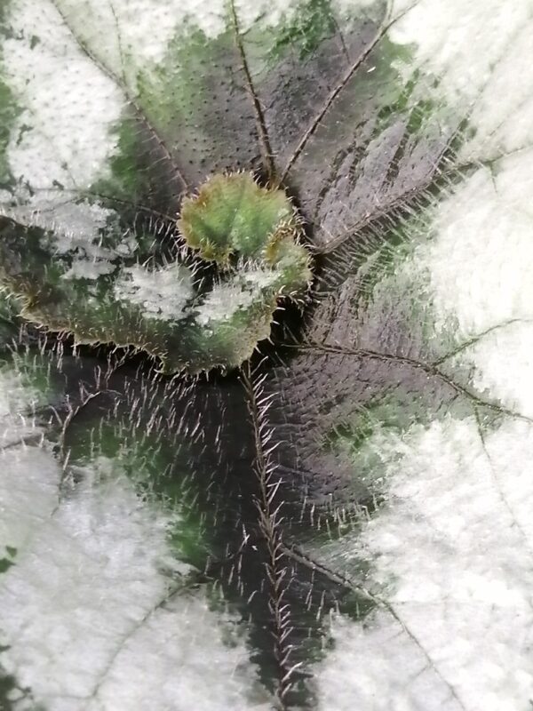 Tradescantia sillamontana ‘Variegata’ micro, foto 54