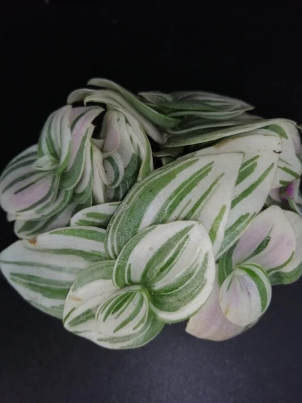 Tradescantia Tenderness pianta micro, pianta da interno