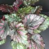 Begonia Boston Cherries'n Chocolate, pianta da interno