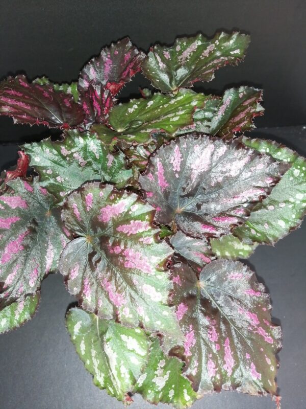 Begonia Boston Cherries'n Chocolate, pianta da interno