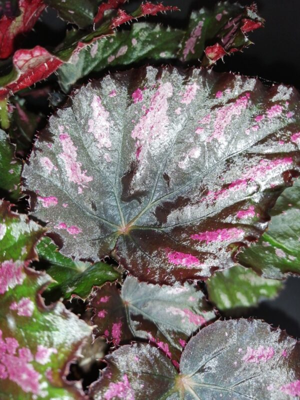 Begonia Boston Cherries'n Chocolate, foto 2