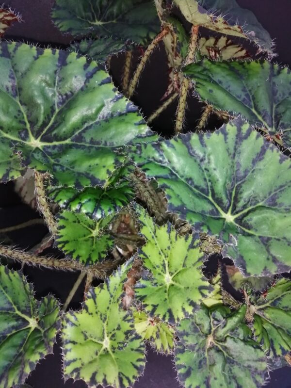 Begonia Chantilly lace, pianta da interno