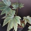 Begonia Gryphon, pianta da interno e da esterno
