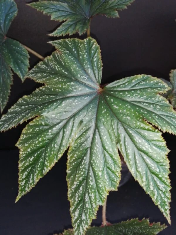 Begonia Gryphon, foto 3