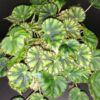 Begonia mazae var. nigricans, pianta da interno