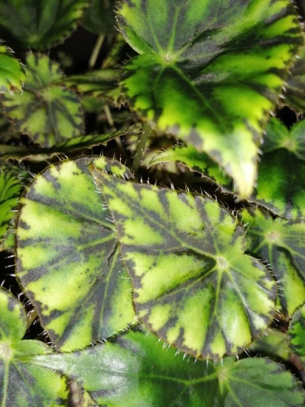 Begonia mazae var. nigricans, foto 3