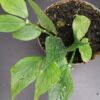 Hoya polyneura, Hook.f., pianta da interno