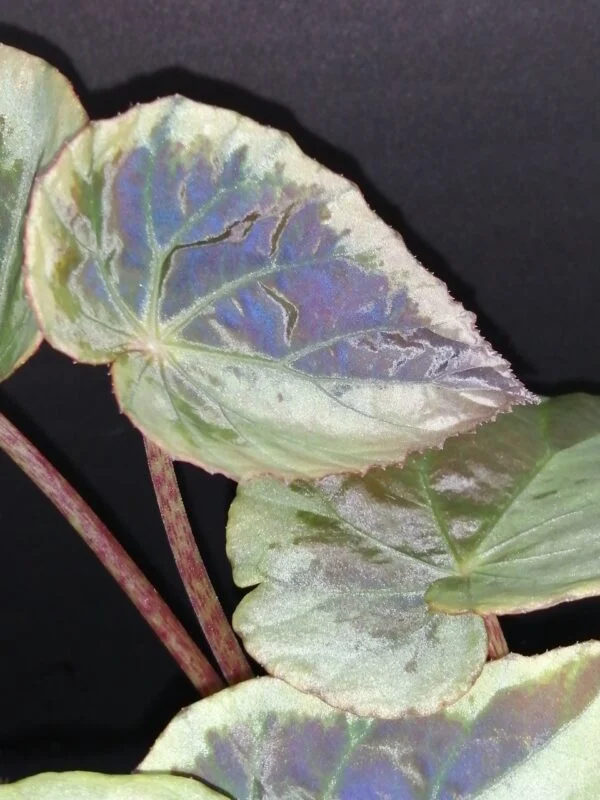 Begonia burkillii, foto 2
