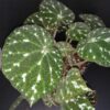 Begonia pustulata, pianta da interno