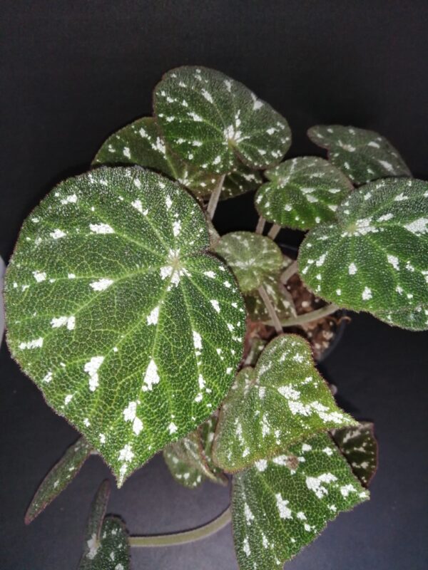 Begonia pustulata, pianta da interno
