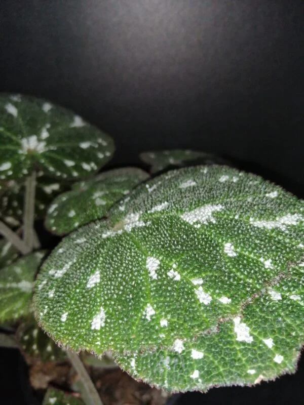 Begonia pustulata, foto 3