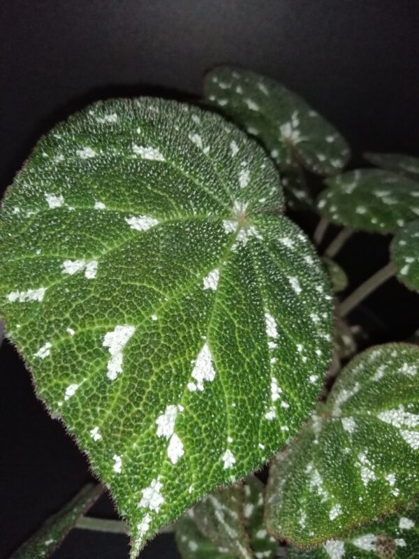 Begonia pustulata, foto 2