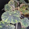 Begonia Sisquoc, pianta da interno