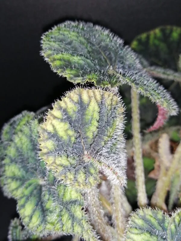 Begonia Sisquoc, foto 3