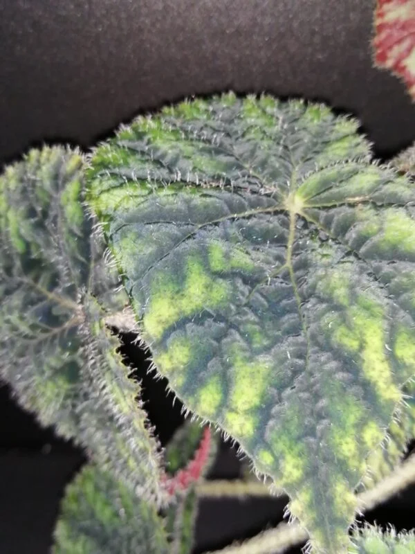Begonia Sisquoc, foto 4