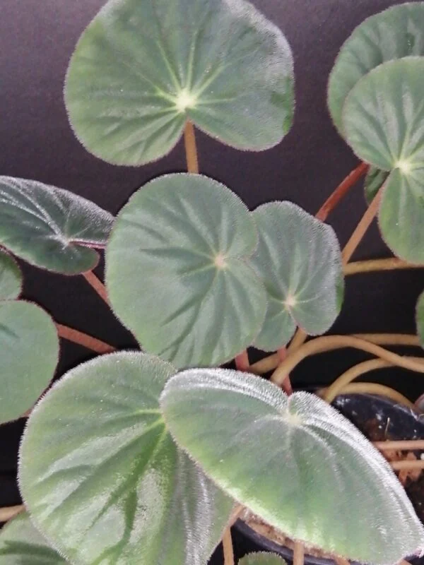 Begonia acetosa, pianta da interno
