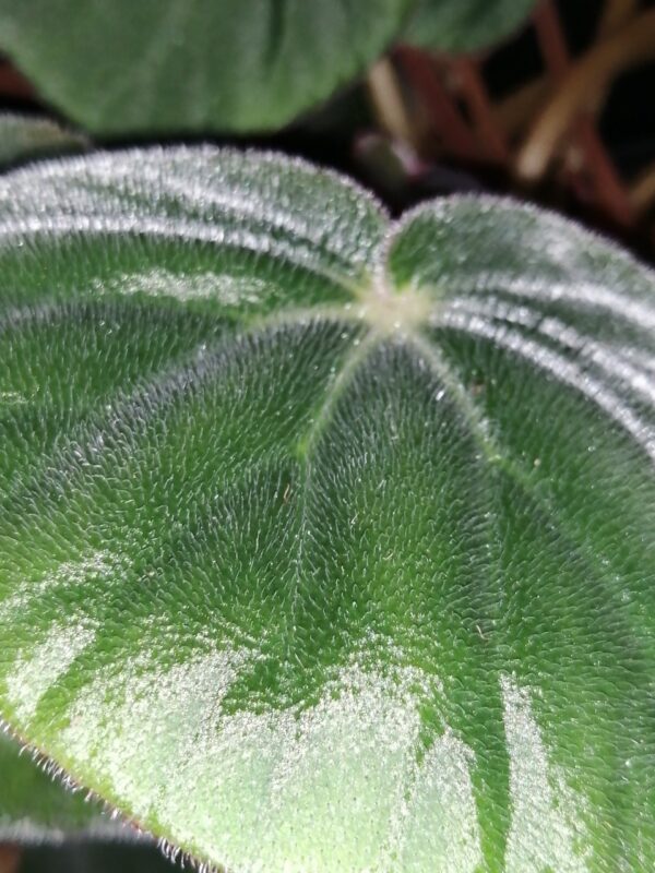 Begonia acetosa, foto 3