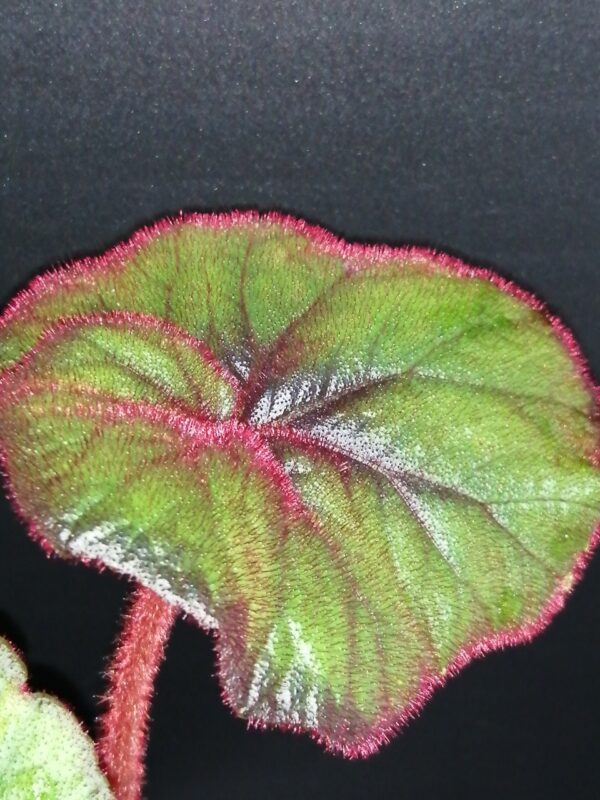 Begonia 'Curly Fireflush', foto 3
