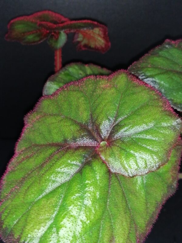 Begonia 'Curly Fireflush', foto 4