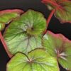Begonia 'Curly Fireflush', pianta da interno